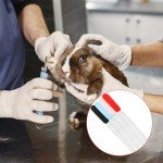 4PCS Stainless Steel Dog & Cat Nail Clippers