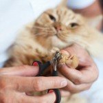 Desenda Dog Nail Clipper with Non-Slip Handles