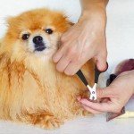 Desenda Dog Nail Clipper with Non-Slip Handles