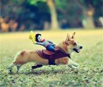 Cowboy Rider Dog Costume for Halloween (XL)