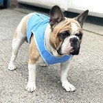 Ranphy Cooling Vest for Dogs – Lightweight and Breathable