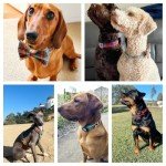 Custom Plaid Dog Collar with Engraved Info