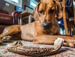 Natural Deer Antlers for Large Dogs - Chew Treats