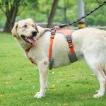 Escape-Proof No Pull Dog Harness – Medium Orange