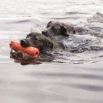 KONG Dog Training Dummy for Water Fetch Fun