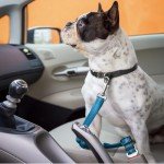 2-Pack Adjustable Dog Car Seat Belts (Blue)