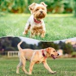 Adjustable Reflective Nylon Dog Collar with Safety Buckle