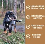 Natural Antler Chews for Dogs - 2 Small Bones