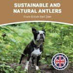 Natural Antler Chews for Dogs - 2 Small Bones