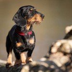 Fida Heavy Duty Padded Dog Collar - Red