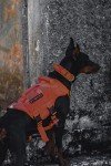 OneTigris No Pull Tactical Dog Harness, Medium Orange