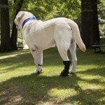 Waterproof Adjustable Dog Leg Wound Cover Boots