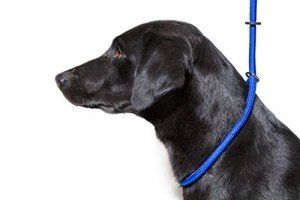 Blue Deluxe Gundog Slip Lead - Super Soft Nylon