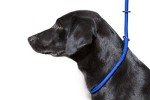 Blue Deluxe Gundog Slip Lead - Super Soft Nylon