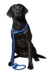Blue Deluxe Gundog Slip Lead - Super Soft Nylon