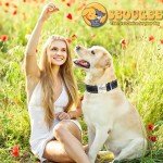 Personalized Reflective Dog Collar with Engraving