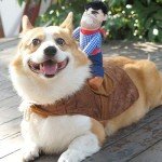 Cowboy Knight Pet Costume for Dogs and Cats