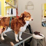 Dog Grooming Arm Accessories and Support Straps