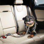 Adjustable Dog Car Seat Belts - 2 Pack