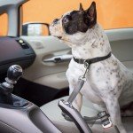 Adjustable Dog Car Seat Belts - 2 Pack