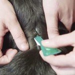 FRONTLINE Plus Flea & Tick Treatment for Small Dogs