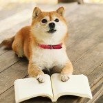 Red Leather Dog Collar - Soft, Adjustable & Strong