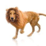 Dog Lion Mane Wig Costume with Ears