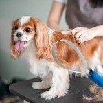 Bohue Dual-Sided Stainless Steel Shedding Blade for Pets