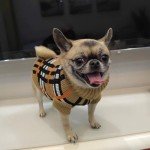 Warm Plaid Sweater for Small Dogs and Cats