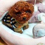 Warm Plaid Sweater for Small Dogs and Cats