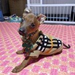 Warm Plaid Sweater for Small Dogs and Cats