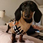 Warm Plaid Sweater for Small Dogs and Cats