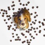 NutriPaw Natural Flea and Tick Chews for Dogs