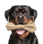 Fuzzl Tough Beef Infused Wishbone Dog Chew Toy