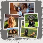 Adjustable Reflective Collar for Medium Dogs - Orange