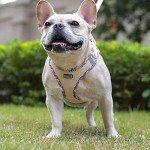DORAMIO Soft Mesh Dog Harness and Leash Set