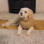 Cozy Knit Puppy Sweater - Brown Small Jumper