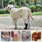 Dog Recovery Boot for Injured Paws - Medium