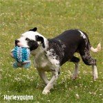 Battersea Snuffle Elephant Plush Dog Toy