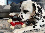 Nylabone Tough Chew Toy for Medium Dogs