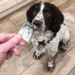 Salmon Skin Chews for Dogs - Healthy Treats