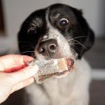 Salmon Skin Chews for Dogs - Healthy Treats