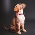 Adjustable Reflective Dog Collar with Soft Padding