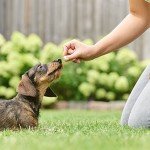 Beaphar WORMclear Worming Tablets for Dogs, Pork Flavor