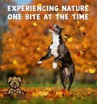 Pure MSM Powder for Dogs & Cats - Joint Support