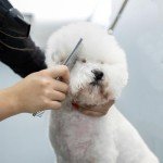 7-in-1 Dog Grooming Scissors Set with Safety Tips