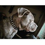 SweetyMooMoo Leather Collar for Large Dogs - Black