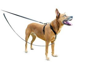 PetSafe Reflective Anti-Pull Dog Lead with Padded Handle