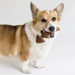 Benebone Chew Toy Set for Aggressive Chewers