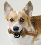 Benebone Chew Toy Set for Aggressive Chewers
